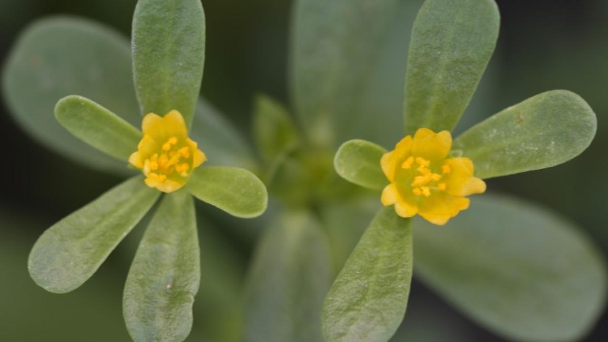 portulaca iarba grasa beneficii alimentare medicinale