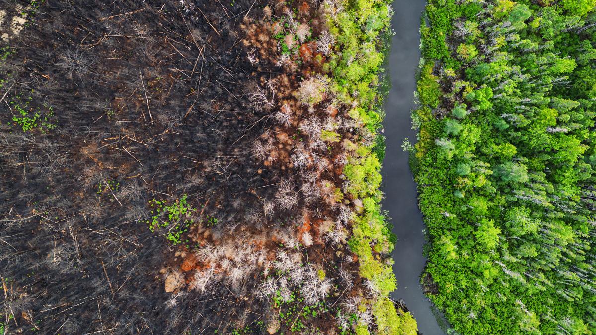 incendiu vegetatie schimbari climatice incalzirea globala dezastre naturale