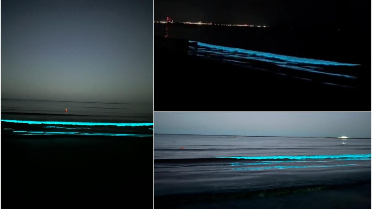 fenomen bioluminiscenta marea neagra constanta