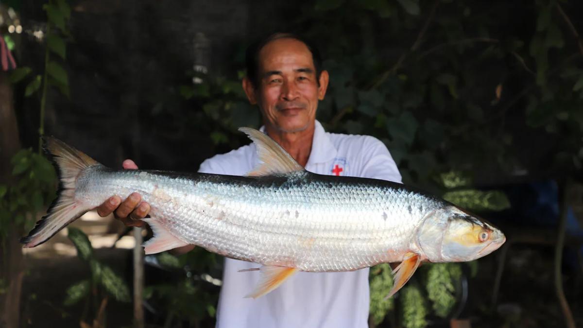 peste cap somon fantoma din mekong cambodia