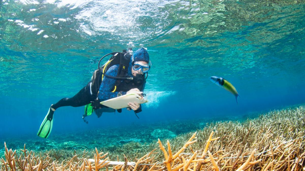 biolog marin adunand date intr-o zonă subacvatica