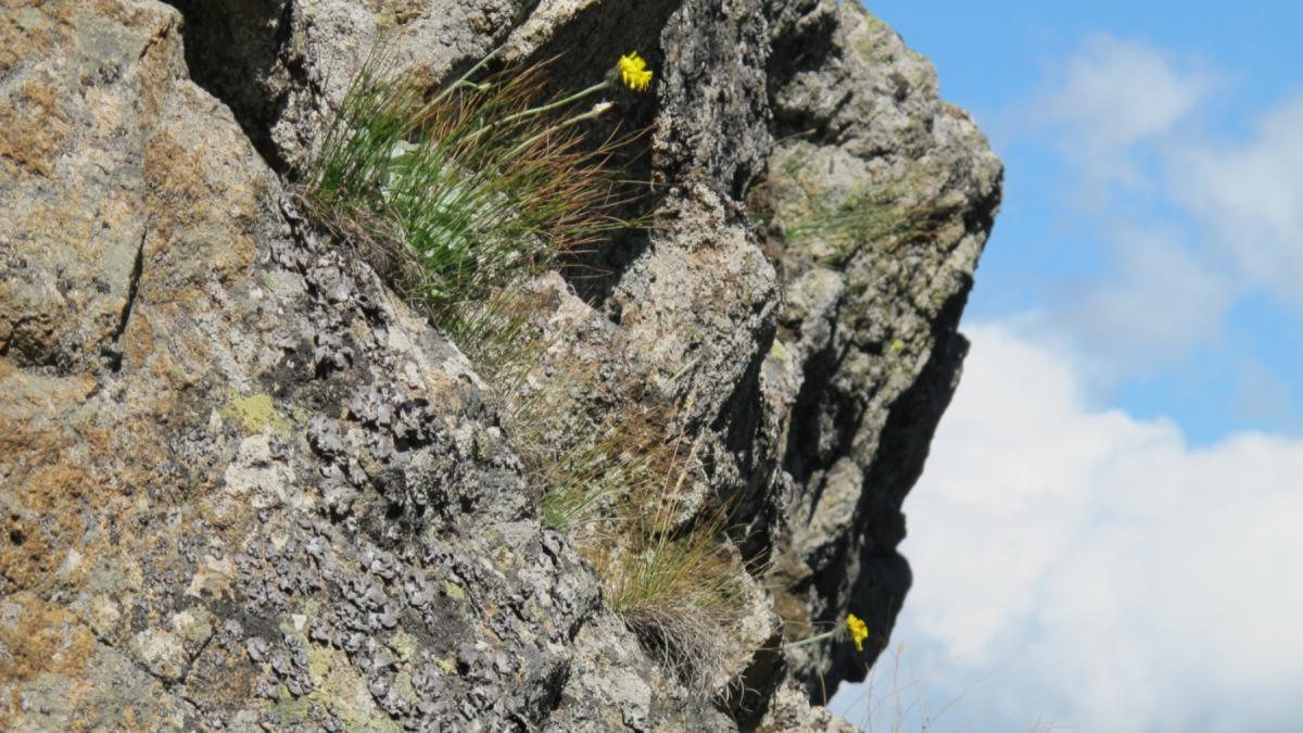 Andryala laevitomentosa cea mai veche specie planta lume romania