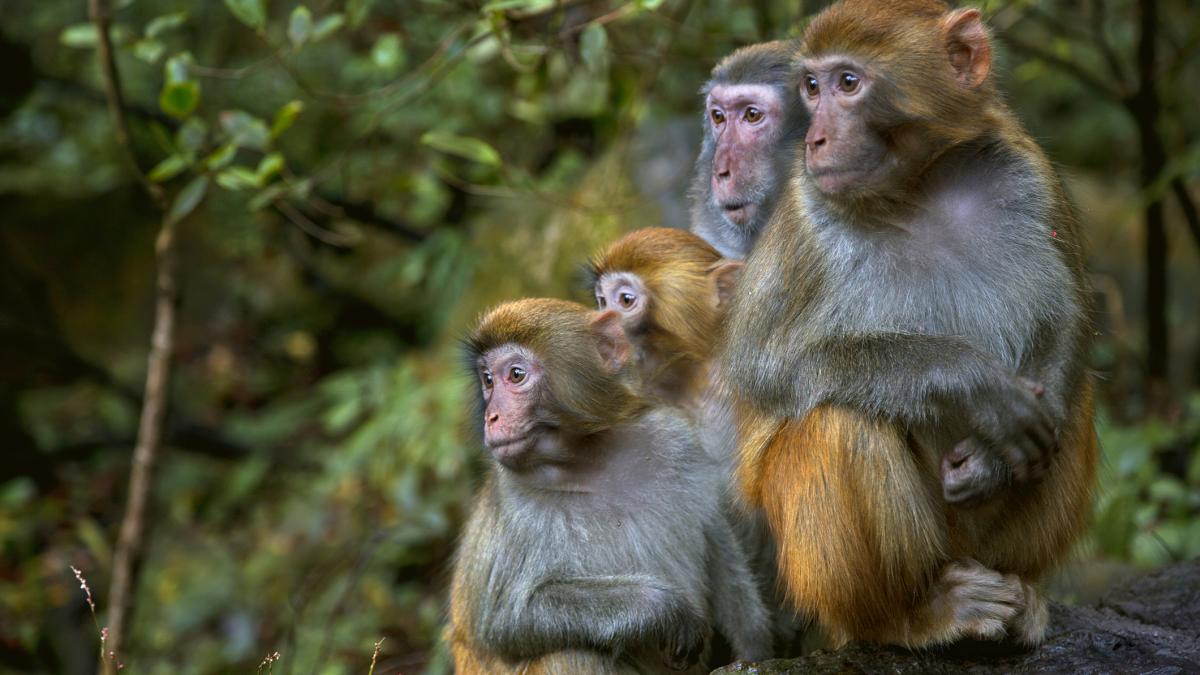 familie de maimute in padure