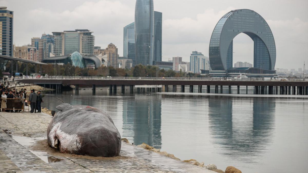 butaforie balena moarta Azerbaidjan COP29