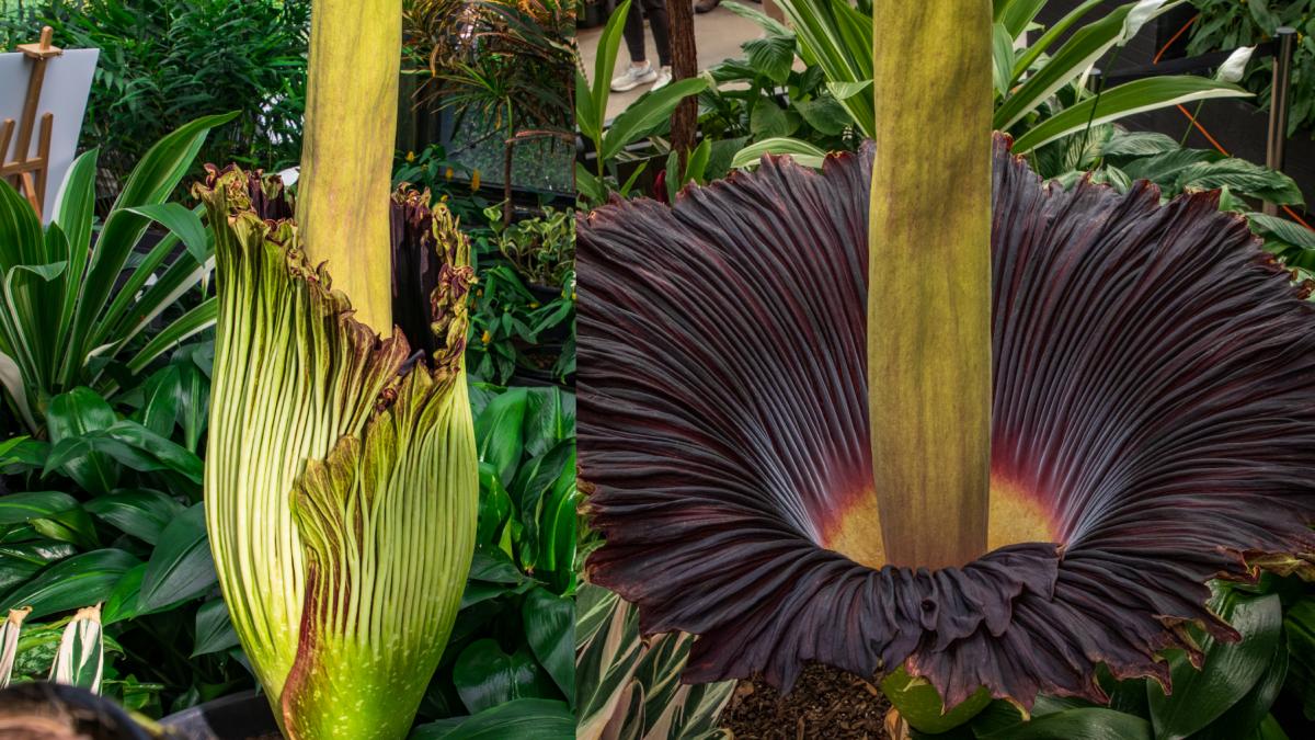 planta cadavru floarea cadavru titan arum Amorphophallus titanum australia