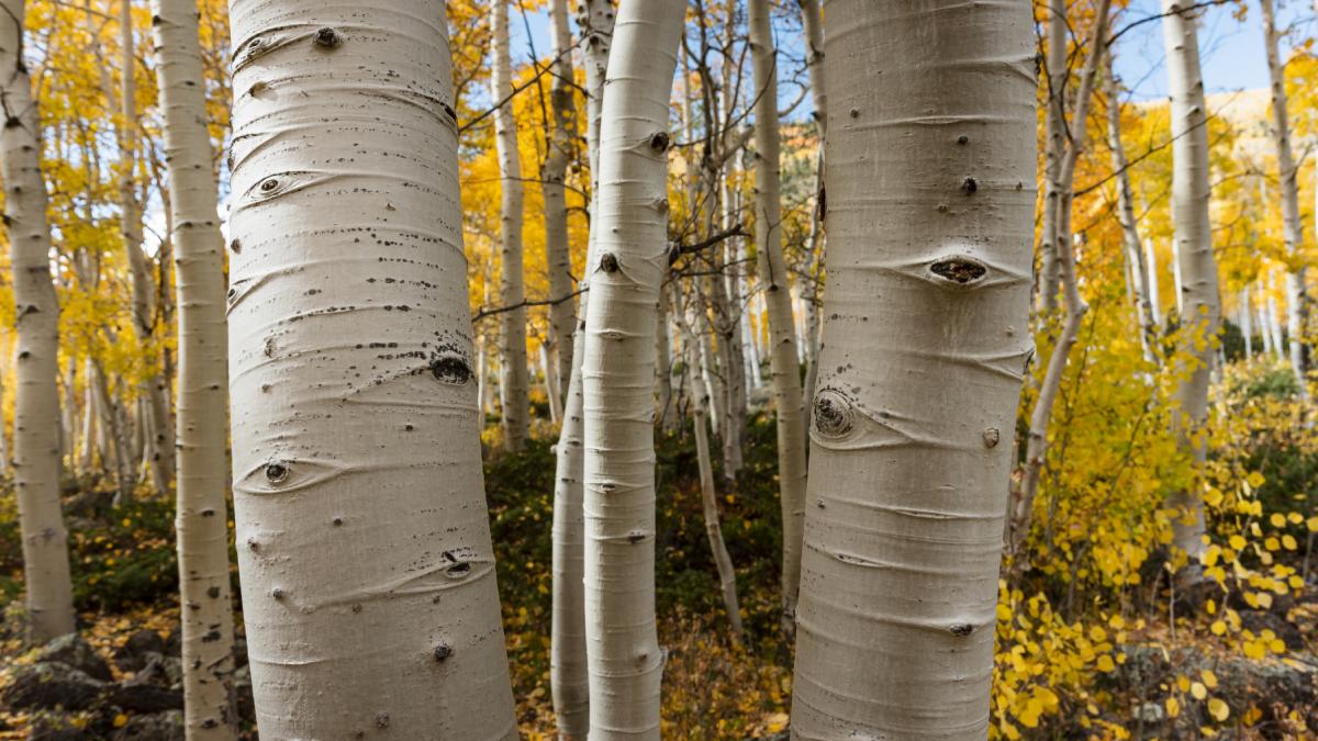 pando aspen clonal utah sua copac cel mai mare organism din lume