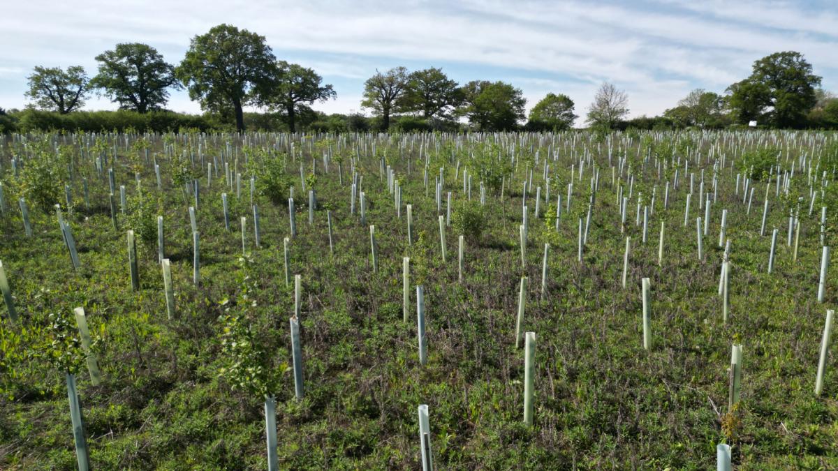 reimpadurire plantare copaci