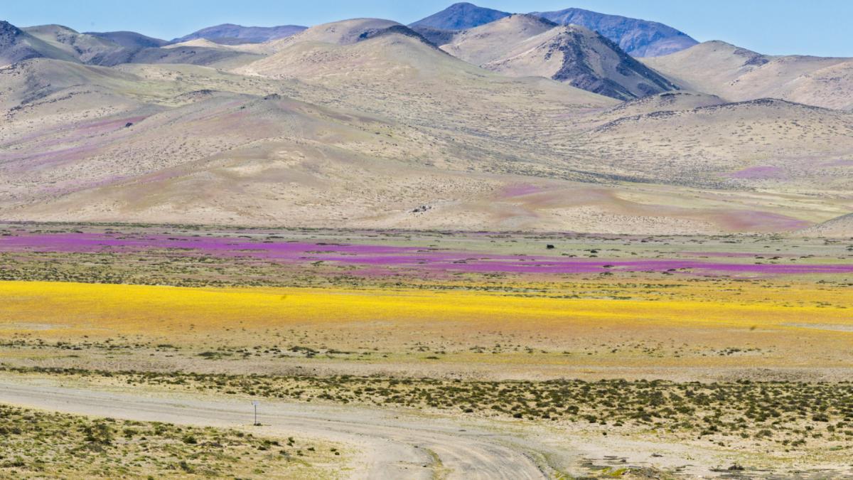 desertul atacama inflorit flori