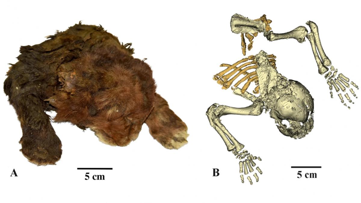 mumie pui pisica dinti sabie descoperita in siberia