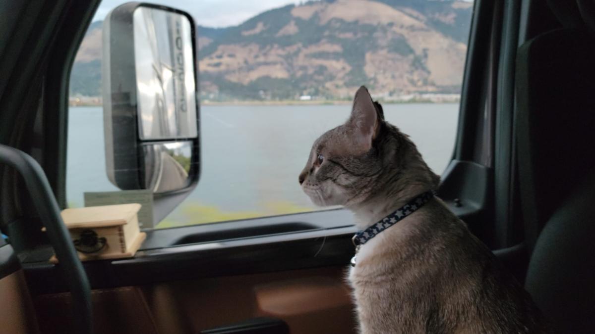 grayson motan camionagiu sua pisica plimbata cu tir-ul