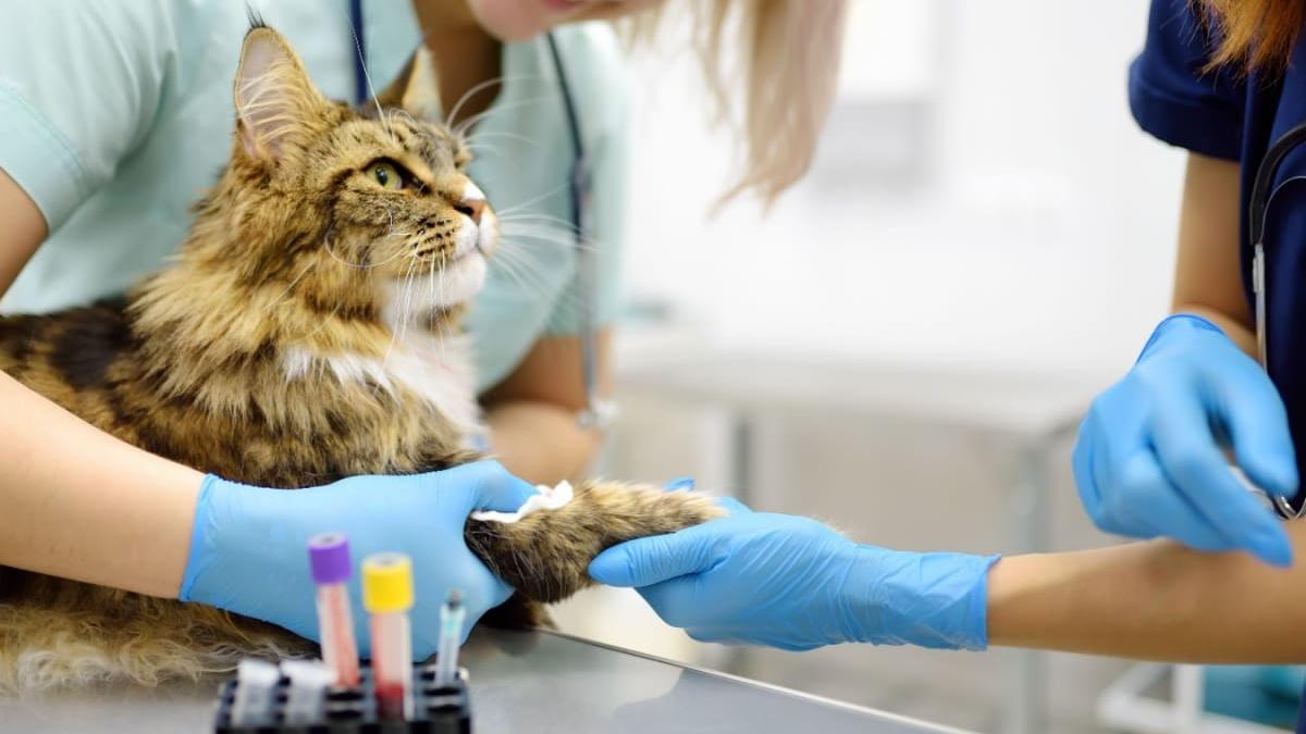 Prima vizită la analizele de laborator poate fi stresantă atât pentru tine, cât și pentru animalul tău de companie. foto: patrupet.ro