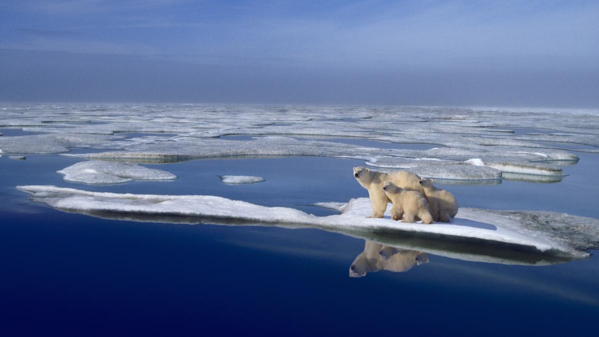 ursi polari in oceanul arctic