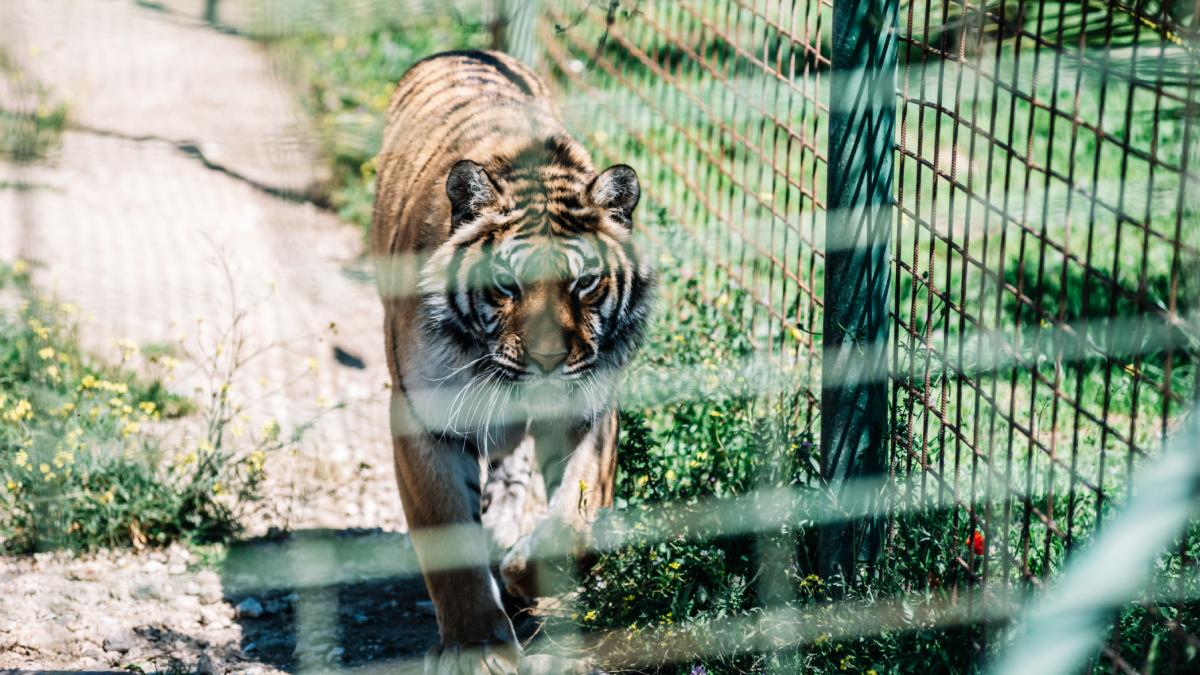 tigru gradina zoologica