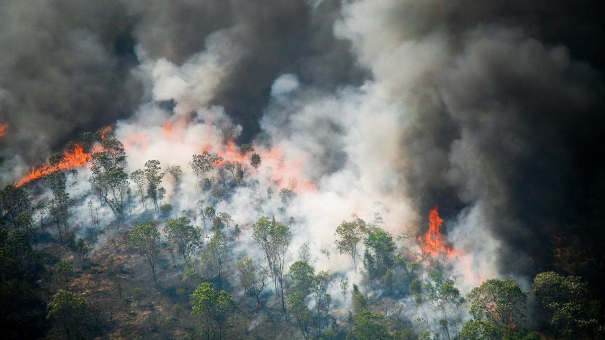 incendiu padure amazon brazilia