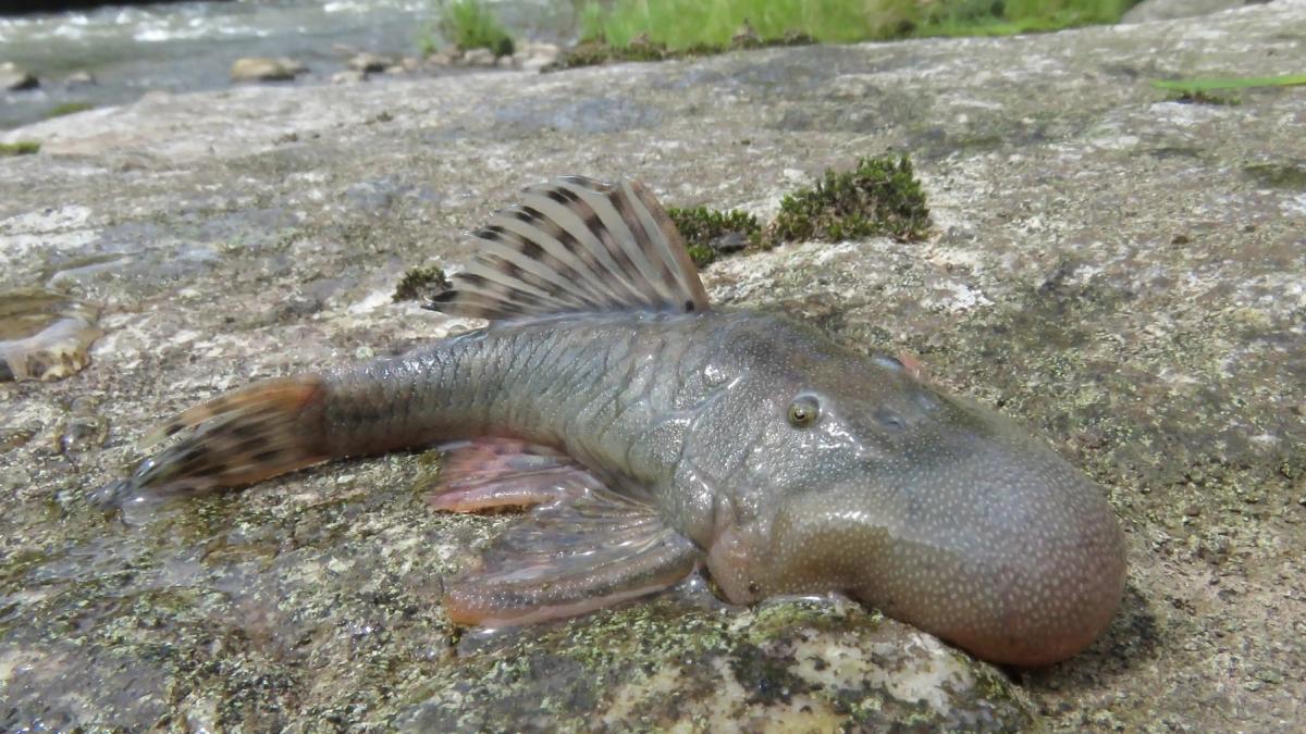 peste cu cap de balon descoperire specie noua peru