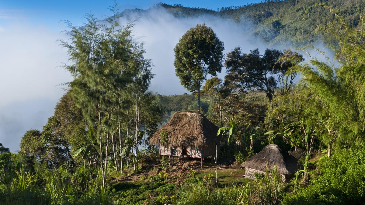 Căsuță tradițională din Papua Noua Guinee, în mijlocul pădurii. foto getty images