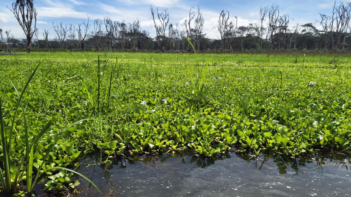 Lacul Naivasha infestat de zambilele de apă foto getty 