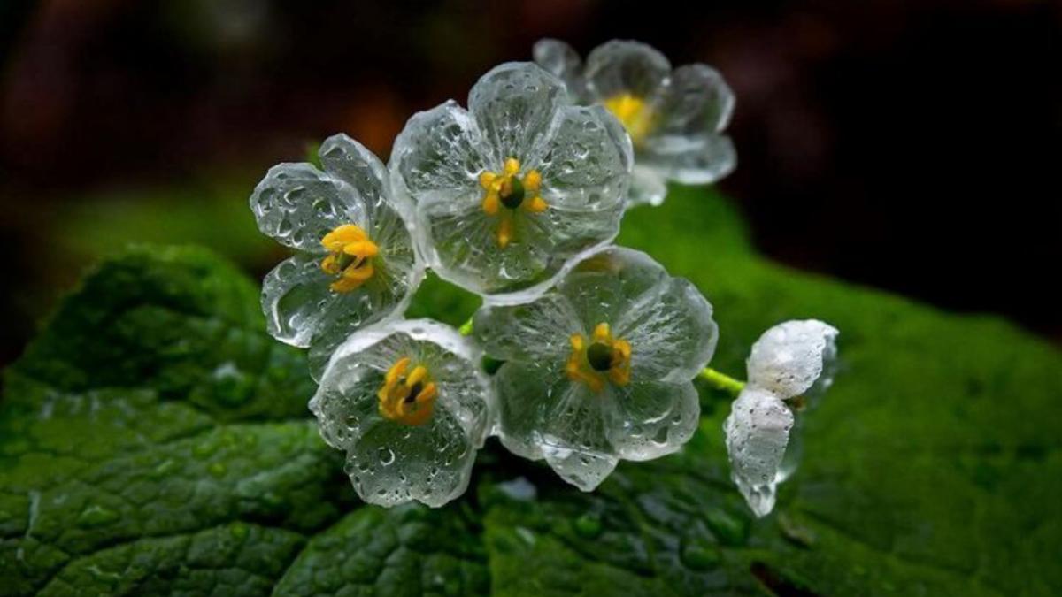 Diphylleia grayi, floarea schelet floarea cristal transparenta contactul cu apa