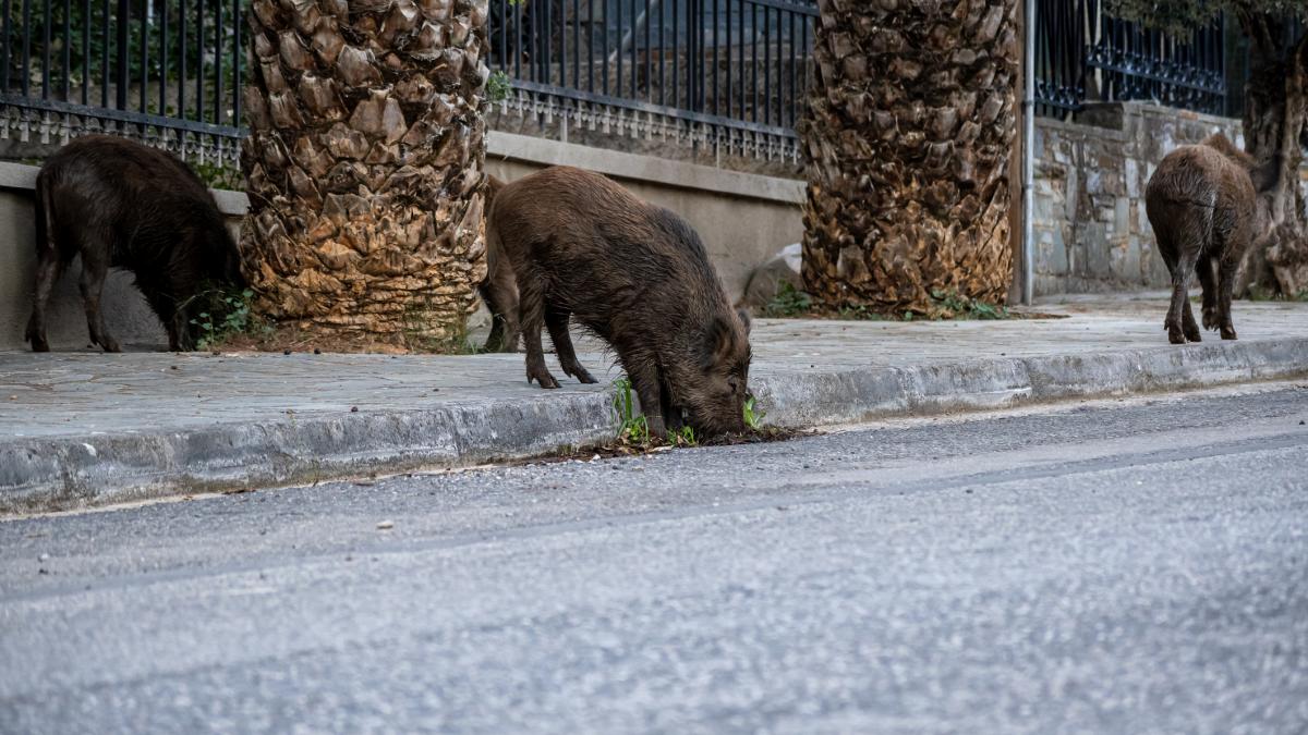 Mai multi porci mistreti pe strazile unui oras