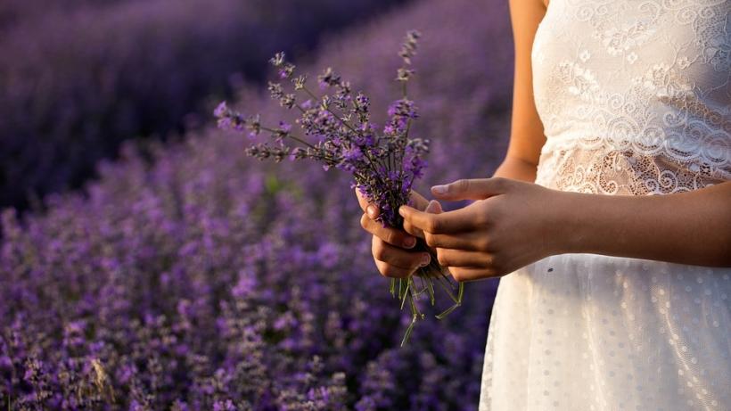 Lavanda Planta Minune Cu Peste 100 De Utilizari Beneficii Si