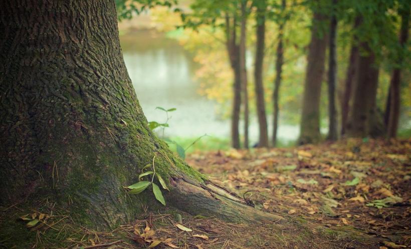 Descoperire macabrÄ Ã®ntr-o pÄdure din Prahova. Modul halucinant Ã®n care a fost gÄsit cadavrul unei tinere de 19 ani 16