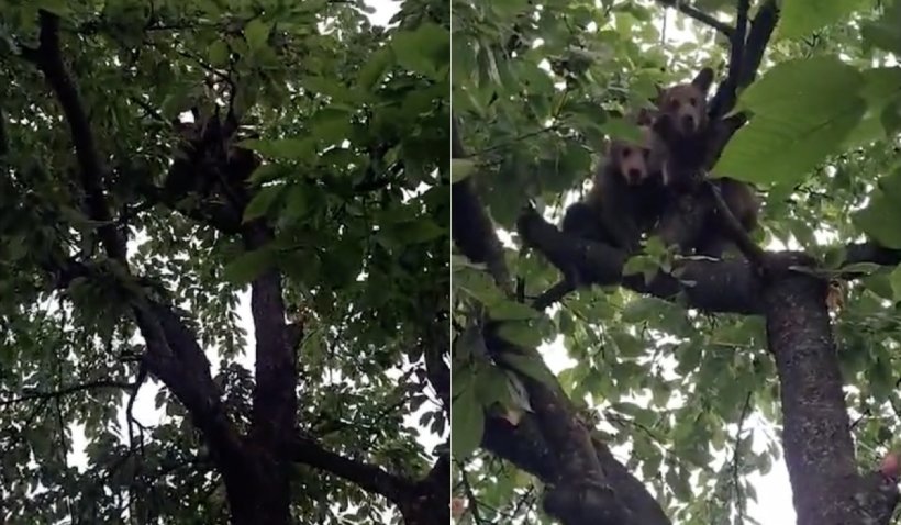 Moment hilar cu trei pui de urs, în Mureș: Au rămas cocoțați într-un cireș, după ce mama lor s-a întors în pădure