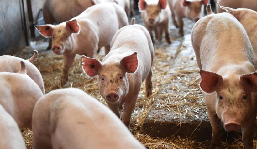 Două femei care căutau de mâncare au fost ucise de un fermier și date la porci