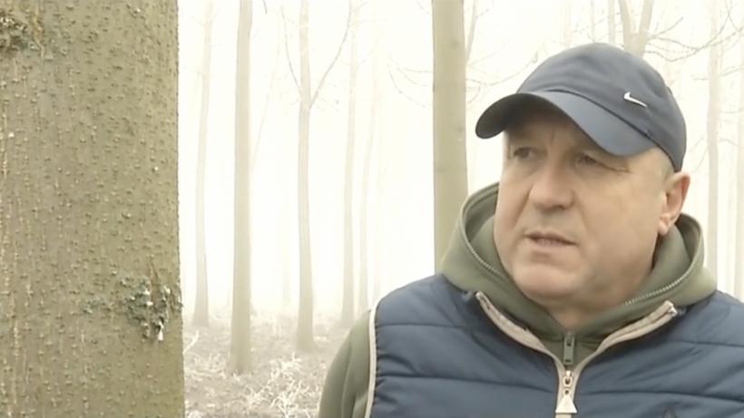 „Arborele prințesei” i-a făcut pe mulți români să piardă bani. Ce s-a întâmplat, de fapt, cu plantațiile de Paulownia din țara noastră