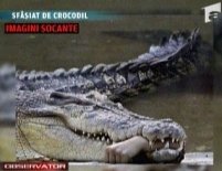 Un crocodil de la Zoo a smuls braţul unui veterinar