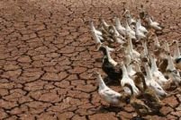 România este ameninţată de secetă 
