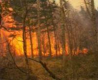 Incendiile provocate distrug pădurile din Apuseni
