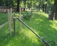Parcul Cişmigiu rămâne fără... copaci