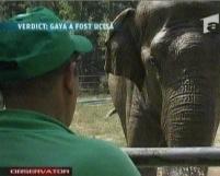 Verdict: elefantul Gaya de la Zoo a fost ucis