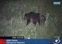 Turistă din SUA ucisă de un urs în Bucegi