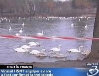 Gripa aviară a fost confirmată în Franţa