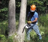 Copacii din Drumul Taberei au fost salvaţi