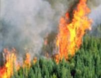 Incendiile de pădure fac ravagii în sudul Greciei 
