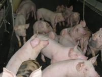 Aproape 40.000 de porci vor fi sacrificaţi în Timiş