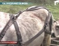 Un cal a fost bătut cu cruzime de stăpânul lui <font color=red>(VIDEO)</font>