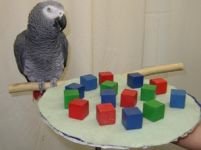 A murit cel mai inteligent papagal din lume 