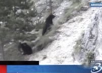 Urşii au coborât la Spitalul de Boli nervoase din Predeal