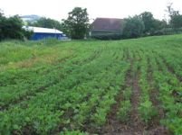Bihor. 300 de hectare cultivate cu soia modificată genetic