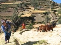 Hoţi de vite arşi de vii în Peru