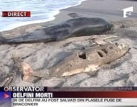 Delfin împuşcat descoperit pe o plajă din Mamaia <font color=red>(VIDEO)</font>