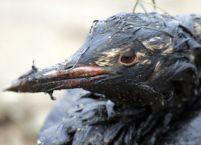 Catastrofă ecologică la Marea Neagră. Peste 30.000 de păsări au murit -
<font color=red>GALERIE FOTO</font>