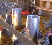 Gripa aviară revine în Marea Britanie