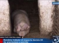 Decizia UE de anesteziere a porcilor trebuie respectată