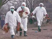Virusul gripei aviare a fost adus la Tulcea de păsările migratoare 