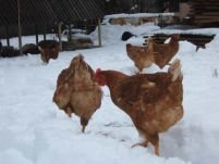 Autorităţile sârbeşti au oprit importul de carne de pasăre din România