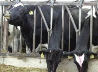 UE permite reluarea exporturilor de carne din Anglia